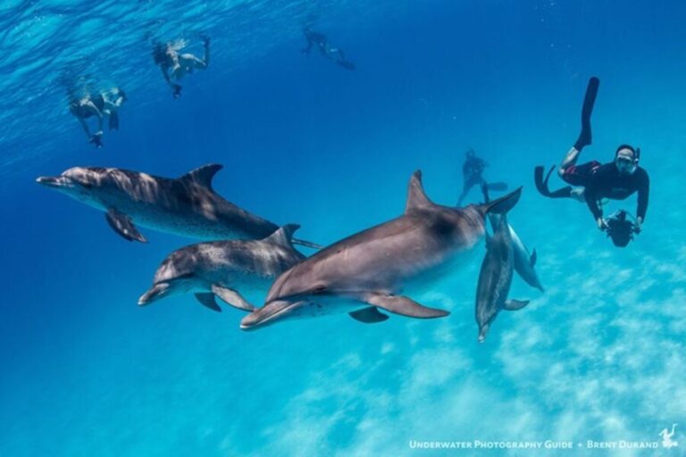 From Fort Lauderdale: Bimini Island Day Trip by Ferry - Who Will Love This Trip?