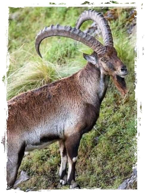 From Gondar: 4-Day Simien Mountains Trekking Tour - Practical Details & Why They Matter