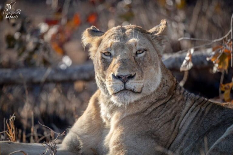 From Hazyview: Kruger National Park Full-Day Safari - Key Points