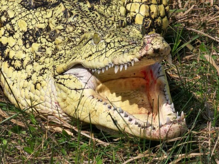 From Houston: Crocodile Encounter Entry Ticket - Final Thoughts