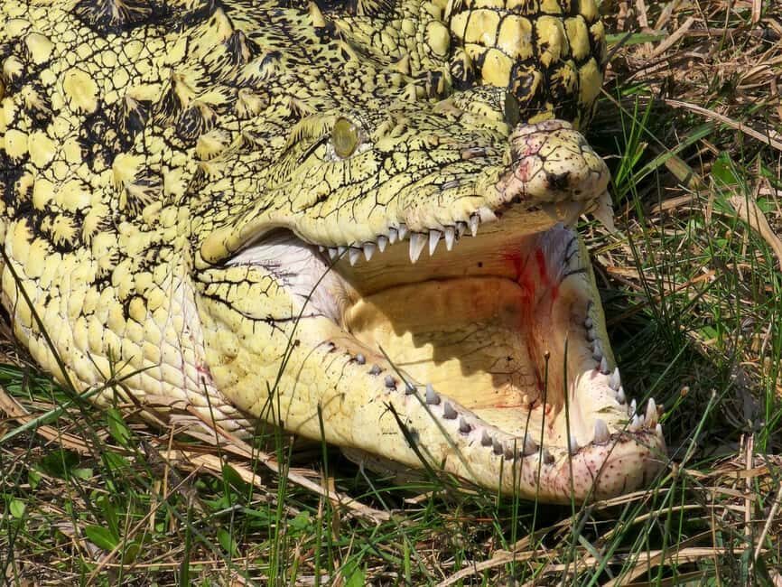 From Houston: Crocodile Encounter Entry Ticket - Final Thoughts