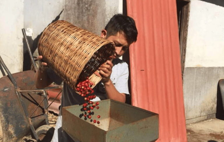 From Huatulco: Coffee and Mezcal Tour - Visiting a Coffee Farm: A Hands-On Experience