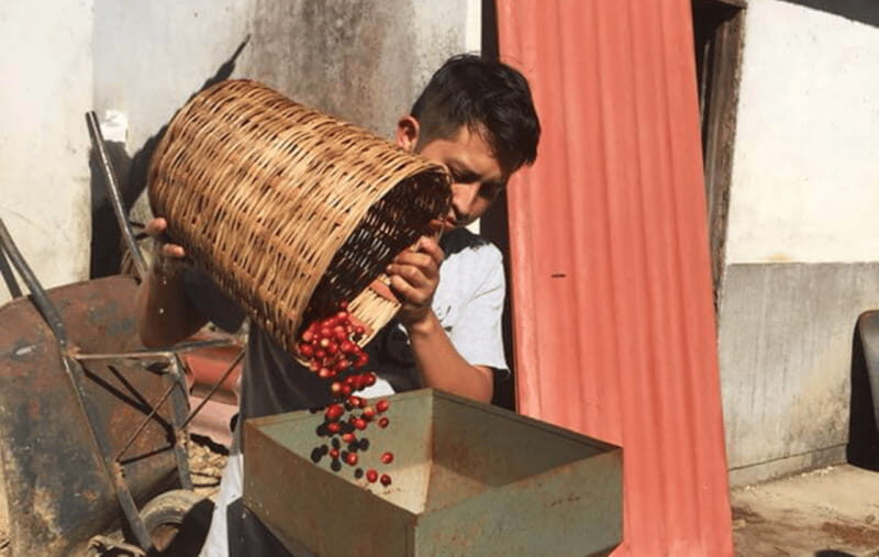From Huatulco: Coffee and Mezcal Tour - Visiting a Coffee Farm: A Hands-On Experience