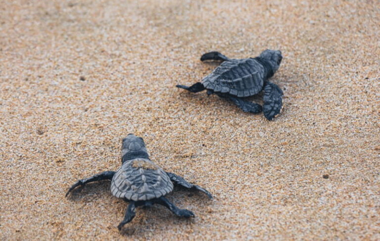 From Huatulco: Crocodiles and Turtles Eco Tour - The Turtle Sanctuary at La Escobilla