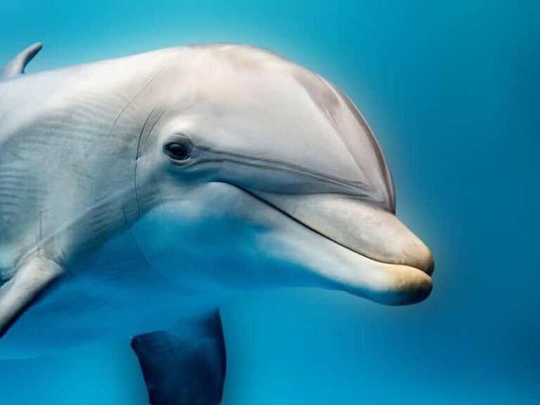 From Hurghada: Hula Hula Island Speedboat Tour with Dolphins - An In-Depth Look at the Tour Experience