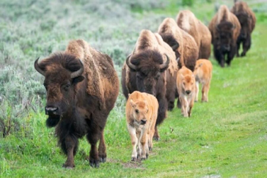 From Jackson: 2-Day Grand Teton and Yellowstone Tour - Authentic Experiences & Authentic Wildlife Sightings