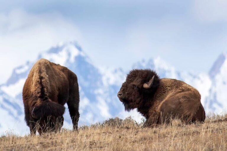 From Jackson: Grand Teton Sunset and Sightseeing Tour - The Value of This Sunset Tour