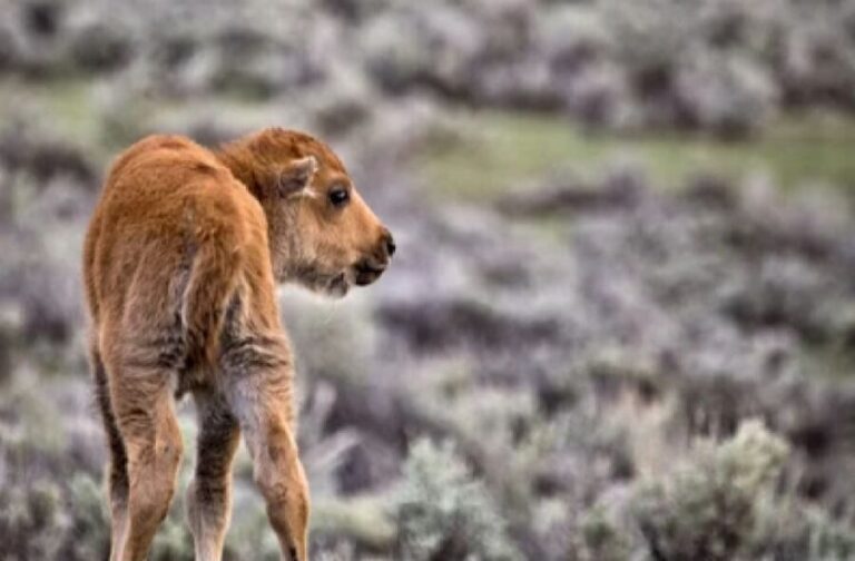 From Jackson: Grand Teton Wildlife & Scenery Tour with Lunch - Detailed Breakdown of the Itinerary