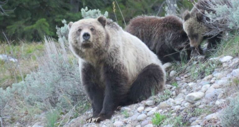 From Jackson: Yellowstone Day Tour Including Entrance Fee - What We Think Makes This Tour Stand Out