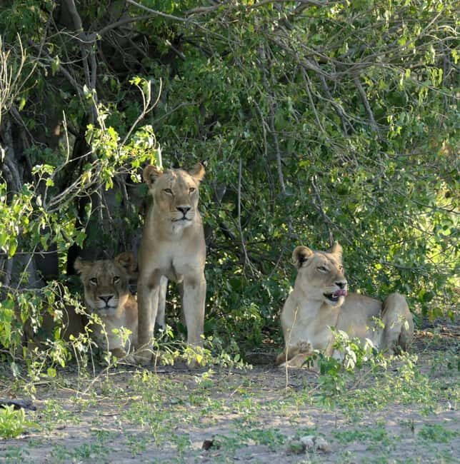 From Johannesburg: 6-Days luxury Kruger Park Safari - Practicalities and What To Expect