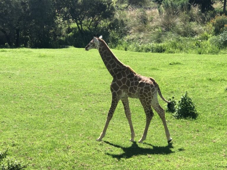 From Johannesburg: Cradle of Humankind and Lion Safari - Pricing and Value