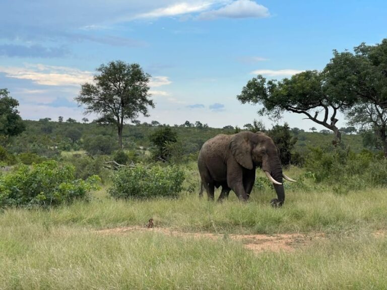 From Johannesburg : Kruger National Park 2 Day BIG 5 Safari - Practical Details and Considerations