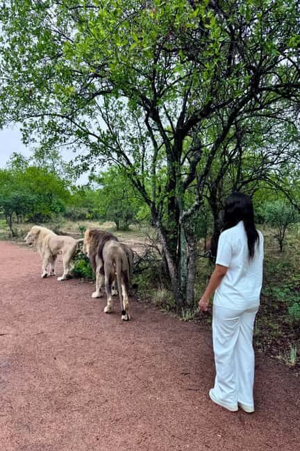 From Johannesburg: Majestic Lion Walk Experience - The Conservation Message