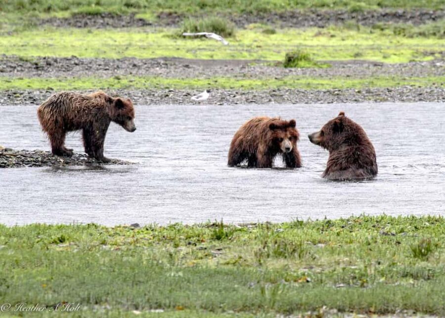 From Juneau: Pack Creek Bear Viewing Adventure