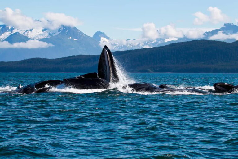 From Juneau: Whale Watching Cruise with Snacks - FAQ Section