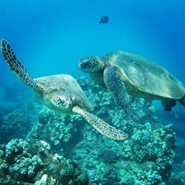 From Kaanapali: Afternoon West Maui Snorkeling w/ Drinks - The Value of This Tour