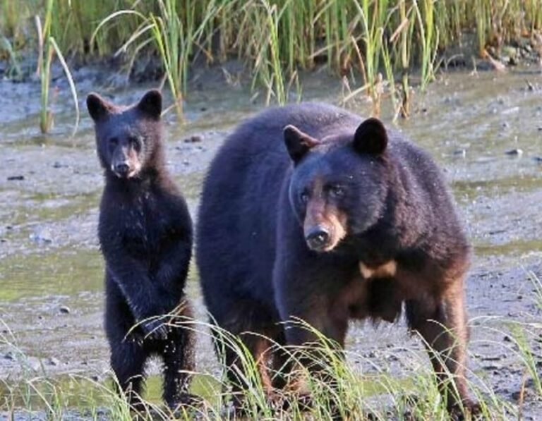 From Ketchikan: Potlatch Totem Park and Herring Cove Tour - Real Travelers’ Perspectives