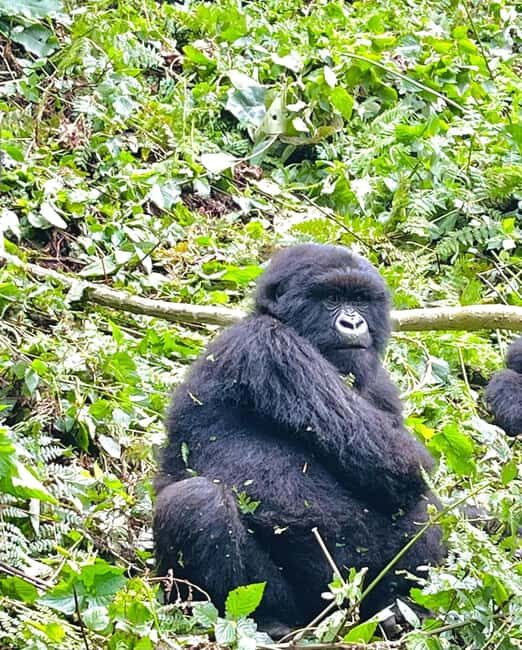 From Kigali: 1-Day Gorilla Trekking Rwanda Tour - The Value Proposition: Is It Worth It?