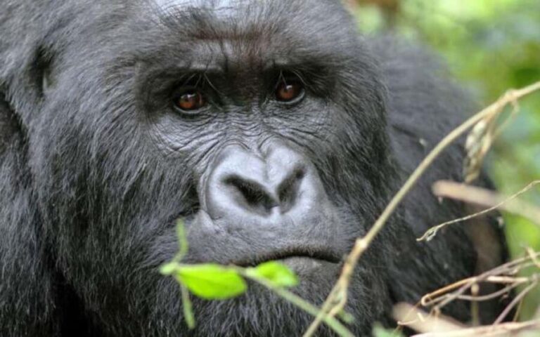 From Kigali: 2-Day Gorilla and Golden Monkey Trekking Tour - Final Thoughts