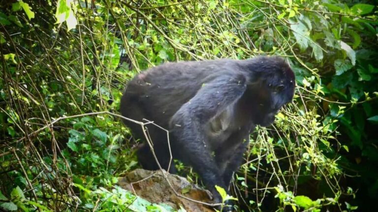 From Kigali: 2-Day Gorilla Trek in Bwindi - Final Thoughts: Who Would Love This Tour?