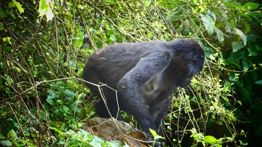 From Kigali: 2-Day Gorilla Trek in Bwindi - Final Thoughts: Who Would Love This Tour?