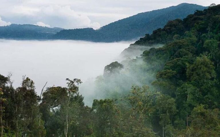 From Kigali: 3-Day Nyungwe National Park Tour with Transfers - Discovering Rwanda’s Natural Wonders