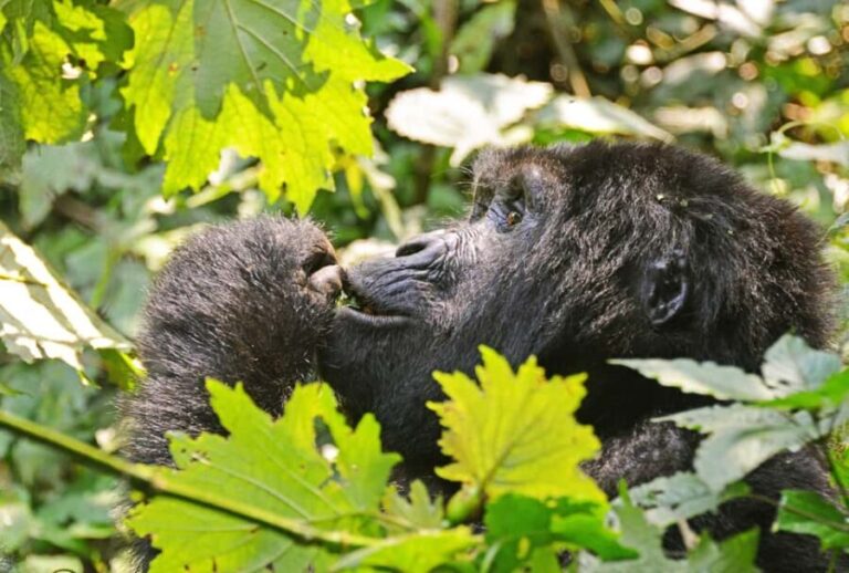 From Kigali: 4-Day Gorilla and Golden Monkey Safari - Evaluating the Experience: What Works Well