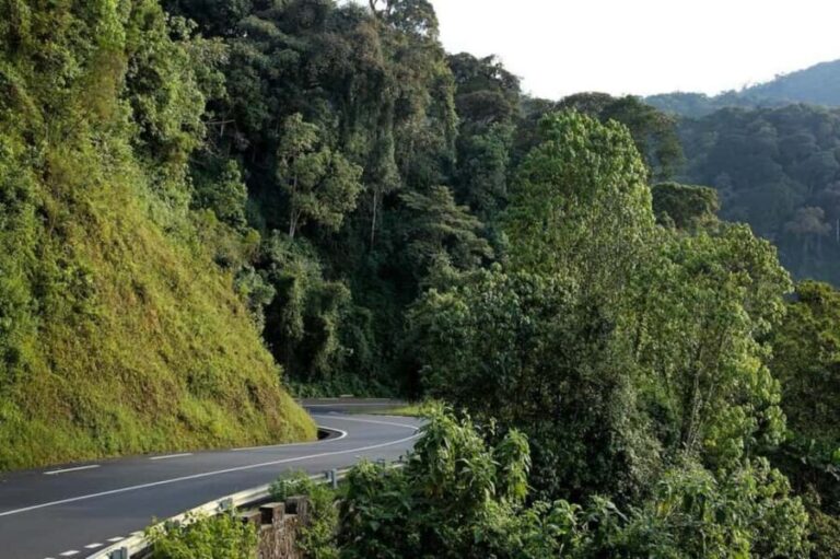 From Kigali: Canopy Walkway Day Trip in Nyungwe Forest - What to Expect on the Tour