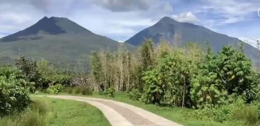 From Kigali, Rwanda: Guided gorilla trekking experience