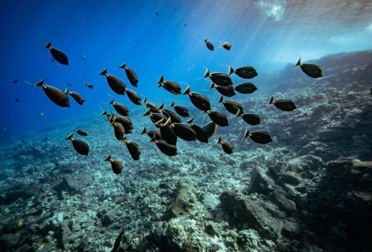 From Kihei: Molokini Crater and Turtle Town Snorkeling - What’s Included and What’s Not