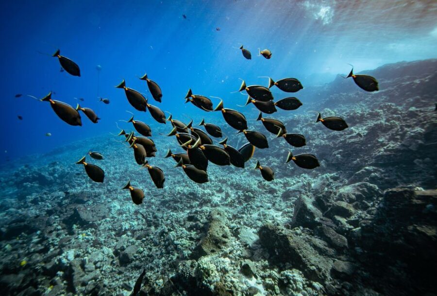 From Kihei: Molokini Crater and Turtle Town Snorkeling - What’s Included and What’s Not