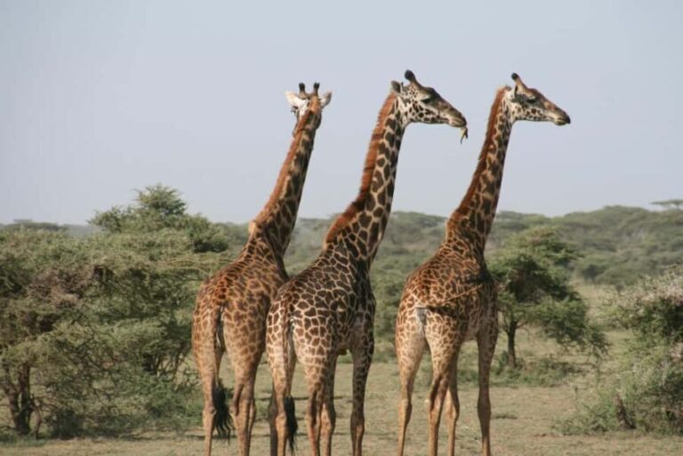 From Kilimanjaro to Mombasa: 14-Day Safari and Beaches Tour - Exploring the Itinerary in Detail
