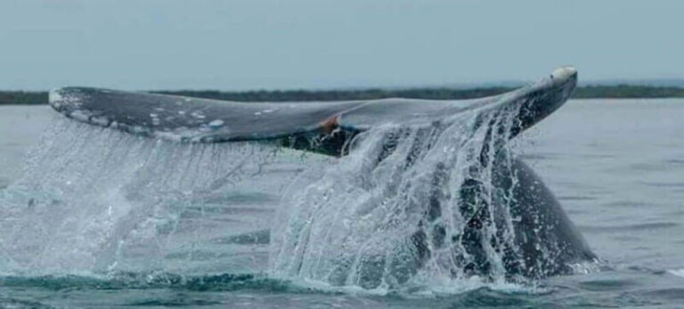 From La Paz: Puerto Chale Gray Whale Watching Tour - What To Expect from the Tour