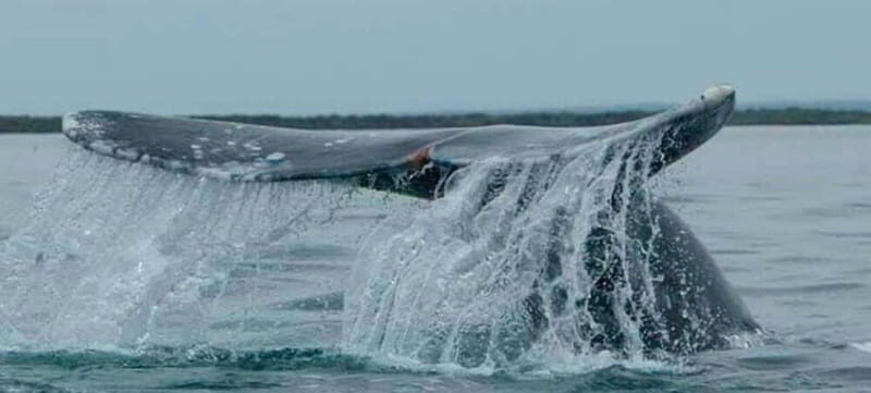 From La Paz: Puerto Chale Gray Whale Watching Tour - What To Expect from the Tour