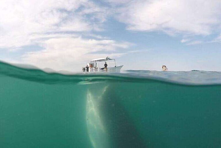 From La Paz: Whale Sharks, Sea Lions & Balandra Beach Combo - Why This Tour Is Worth Considering