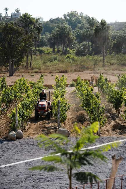 From La Playa: Vineyard Tour w/ Tasting & Todos Santos Stop - Who Will Love This Tour?