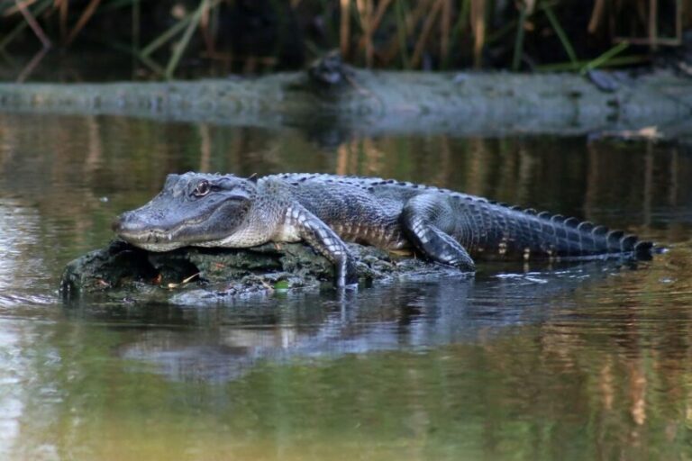 From Lafitte: Swamp Tours South of New Orleans by Airboat - The Authentic Louisiana Experience