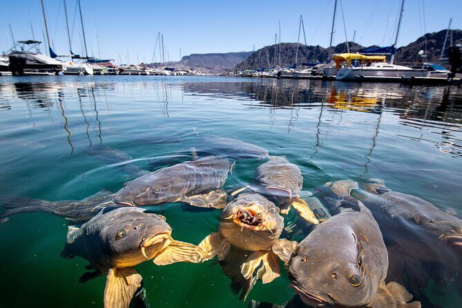 From Las Vegas Lake Mead Wildlife and Seven Magic Mountains - How Does the Price Reflect the Value?