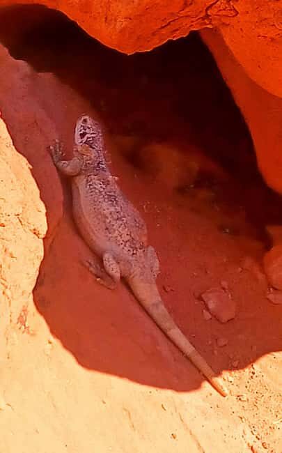 From Las Vegas: Valley of Fire Full-Day Guided Tour w/ Lunch - What the Tour Offers and How It Works