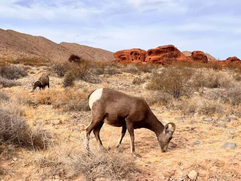 From Las Vegas: Valley of Fire State Park Guided Day Tour - Is It Worth the Price?