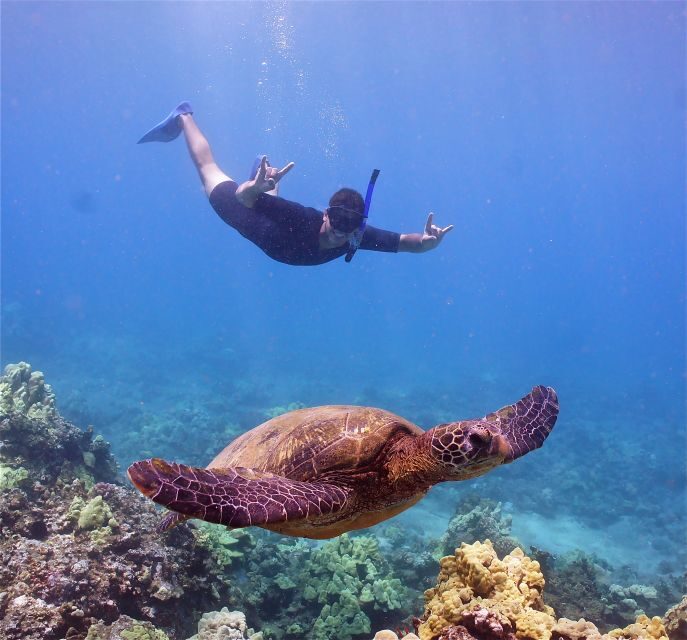 From Ma'alaea: AM Turtle Town Snorkel Aboard Quicksilver - Key Points