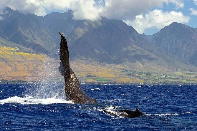 From Ma'alaea Harbor: Sunset Whale Watch Tour Aboard the Malolo - The Mixed Bag: Reviews and Considerations