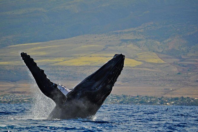 From Ma'alaea Harbor: Whale Watch Cruise Aboard the Malolo - The Ideal Traveler for This Tour