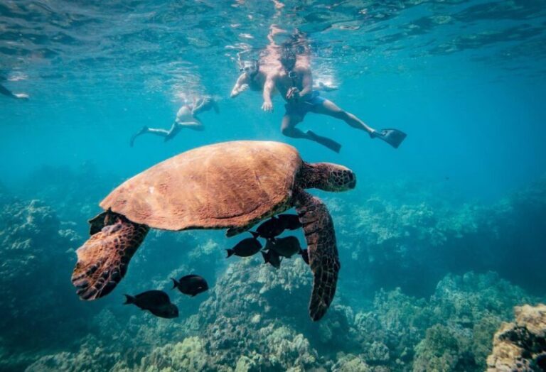 From Maalaea: Turtle Town 3-Hour Snorkel and Sail Adventure - The Value of the Experience