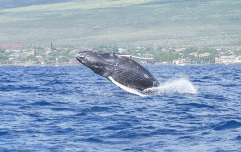 From Maalaea: Whale Watching Catamaran Cruise with Drinks - What to Expect on the Cruise
