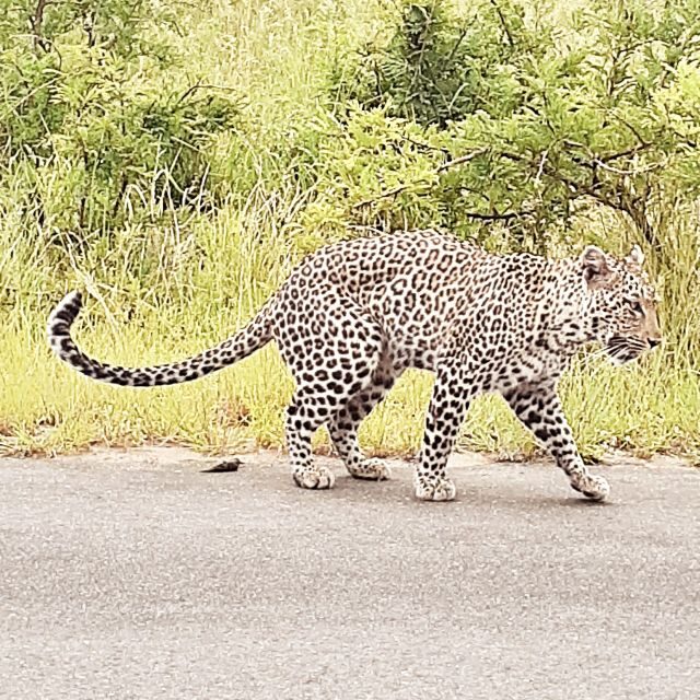 From Malelane: Half Day Kruger Park Wildlife Safari - Value and What You Get for the Price
