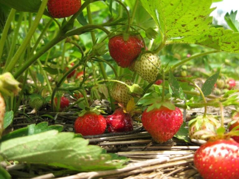 From Mattituck: North Fork Area Bike Tour with Food Tasting - Who Will Love This Tour