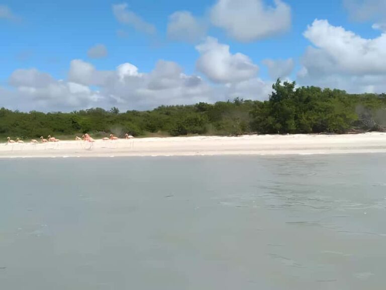 From Merida: Celestun, flamingos and beach - Who Should Consider This Tour?