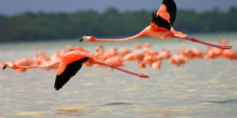 From Merida: Transfer to Celestun and Sisal - Transportation and Group Dynamics