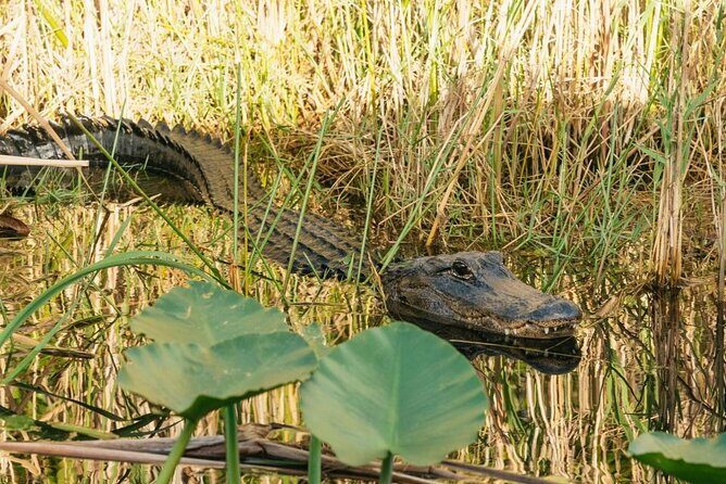 From Miami: Everglades at Night with Airboat and Alligators Tour - The Experience: What Travelers Say